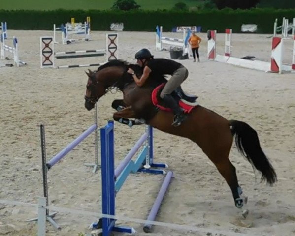 jumper Corleone SL (Bavarian, 2010, from Curier Carilex)