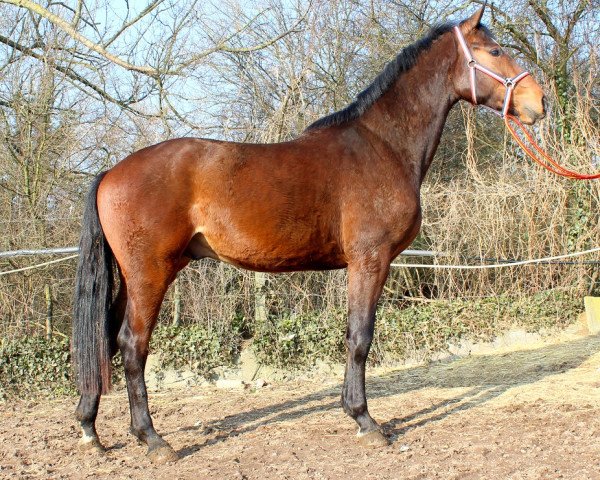 horse Kapitol (KWPN (Royal Dutch Sporthorse), 2015, from Eldorado van de Zeshoek)