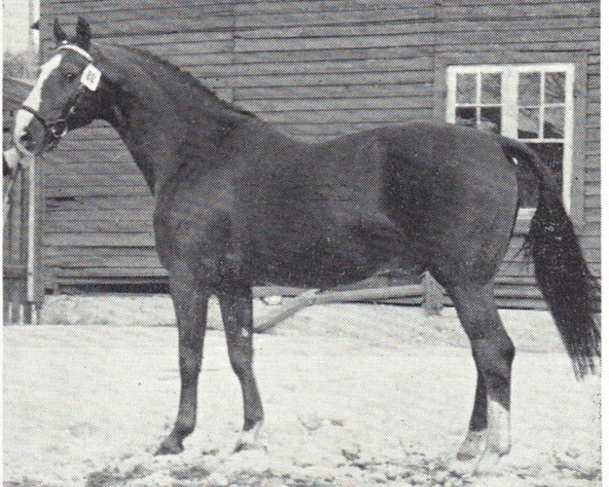 stallion Irak (Swedish Warmblood, 1951, from Barbarossa)