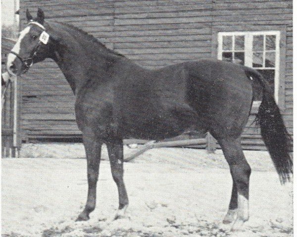 Deckhengst Irak (Schwedisches Warmblut, 1951, von Barbarossa)