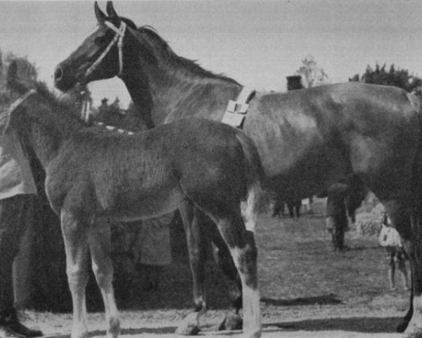 broodmare Tosca (Swedish Warmblood, 1930, from Avepal)