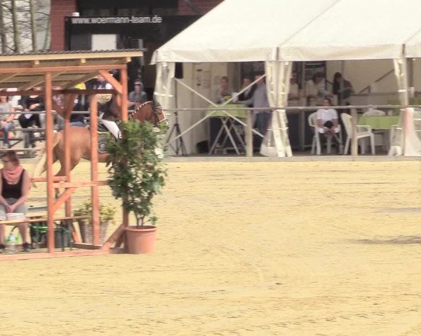 Reitturnier Schloß Holte 2018