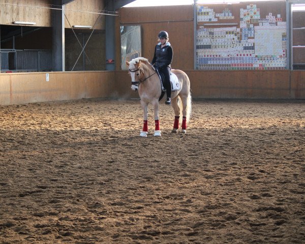 broodmare Bernarose (Haflinger, 2006, from liz. 150/T Alpenstein)