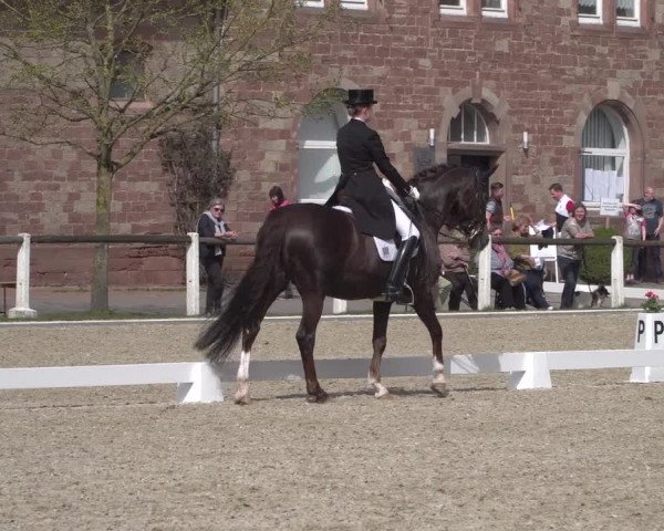 Reitturnier Zweibrücken 2018