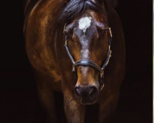 jumper Maddin (German Riding Pony, 2002, from Top Nantario)