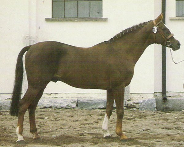 stallion Presto xx (Thoroughbred, 1962, from Hyperbole xx)