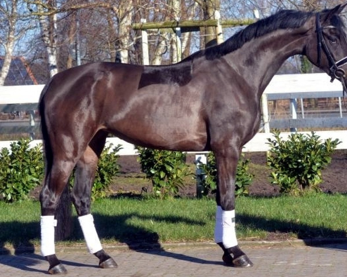 broodmare Stute von Hochadel (Hanoverian, 2014, from Hohenstein I)