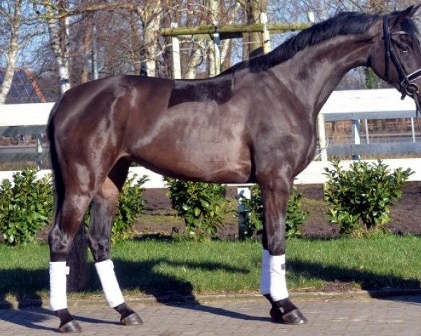broodmare Stute von Hochadel (Hanoverian, 2014, from Hohenstein I)