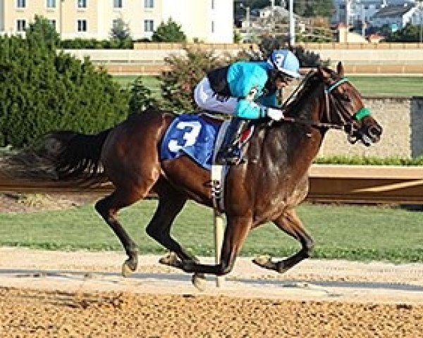 broodmare Stoweshoe xx (Thoroughbred, 2013, from Flatter xx)