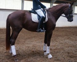 broodmare Renida (Oldenburg, 2011, from Renier)