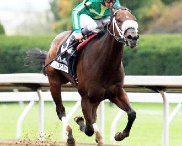 broodmare Taris xx (Thoroughbred, 2011, from Flatter xx)