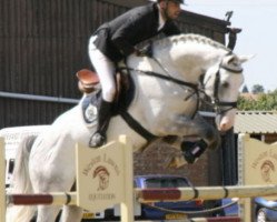 stallion Crusador Tn (Holsteiner, 2003, from Cassini I)