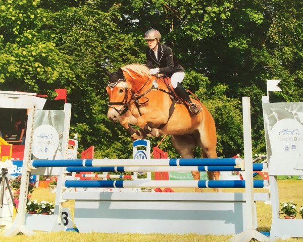 broodmare Amicelli (2,73% ox) (Edelbluthaflinger, 2011, from Arnheim (3,125% ox))