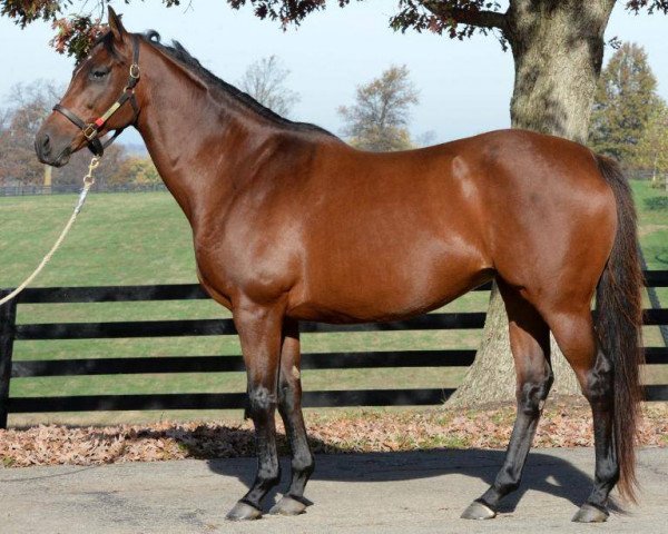 broodmare Comedy xx (Thoroughbred, 2004, from Theatrical xx)