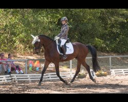 Springpferd Esprit de Luxe 5 (Hannoveraner, 2011, von El Bundy)