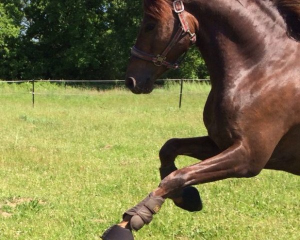 Dressurpferd Quaterback's As (Deutsches Reitpony, 2008, von Quaterback)