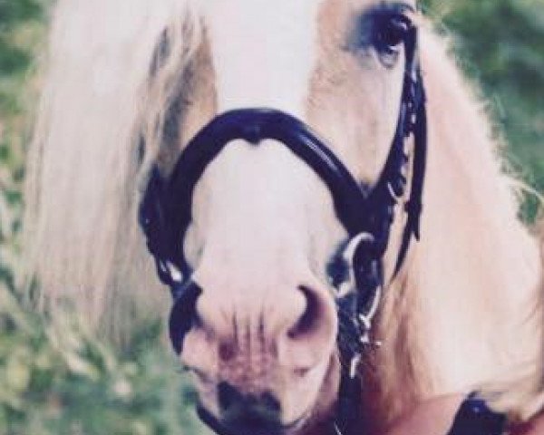 dressage horse Sterling 41 (Rhinelander, 2010, from Step Dancer)