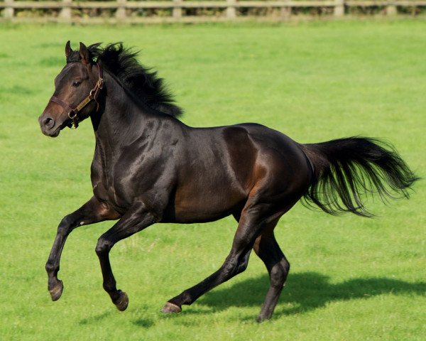 stallion Slade Power xx (Thoroughbred, 2009, from Dutch Art xx)