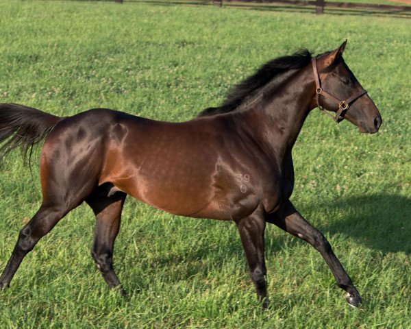 Deckhengst Sidestep xx (Englisches Vollblut, 2010, von Exceed And Excel xx)