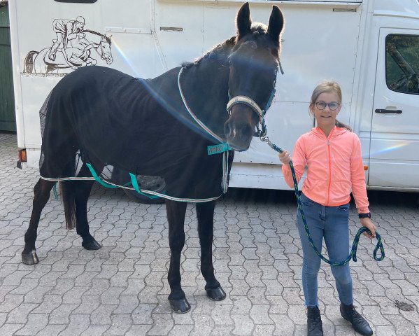 jumper Dismo (German Riding Pony, 1999, from Deister)