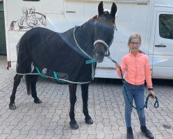 jumper Dismo (German Riding Pony, 1999, from Deister)