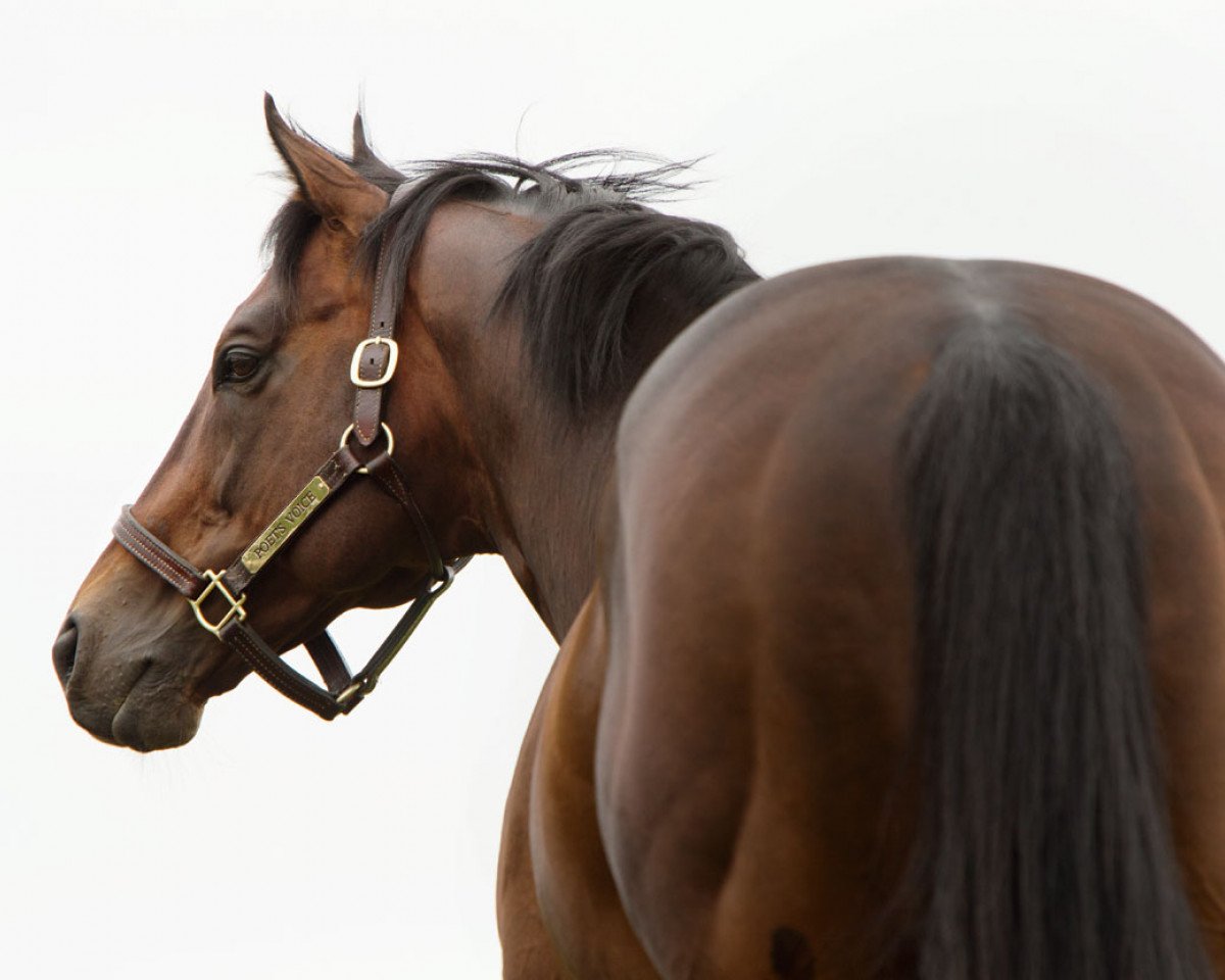 Deckhengst Poet's Voice xx (Englisches Vollblut, 2007, von Dubawi xx)