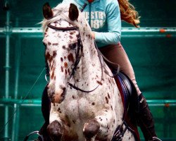 dressage horse Istari of Rivendell (Pony without race description, 2003)