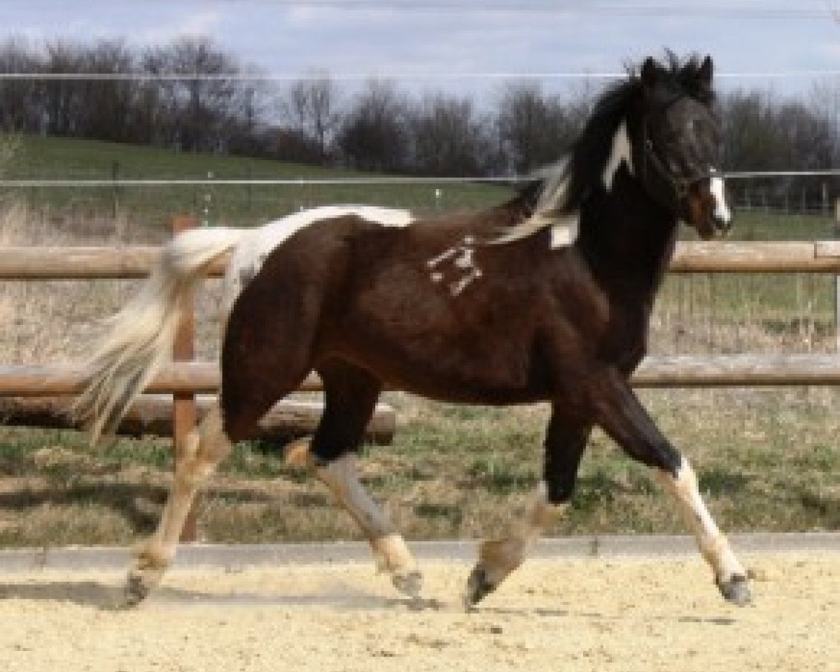 horse Gameboy S (Lewitzer, 2009, from Graveur)
