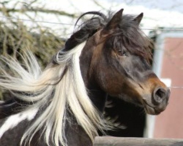 broodmare Prima Vera (Lewitzer, 2006, from Greenhorn)