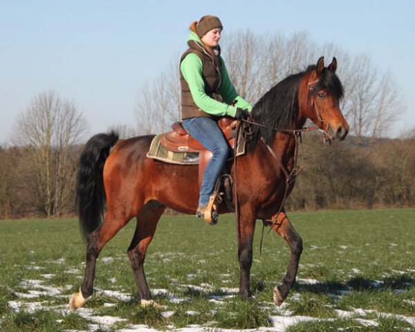 horse Fornax (Arabian purebred, 2014, from Kahil Al Shaqab ox)