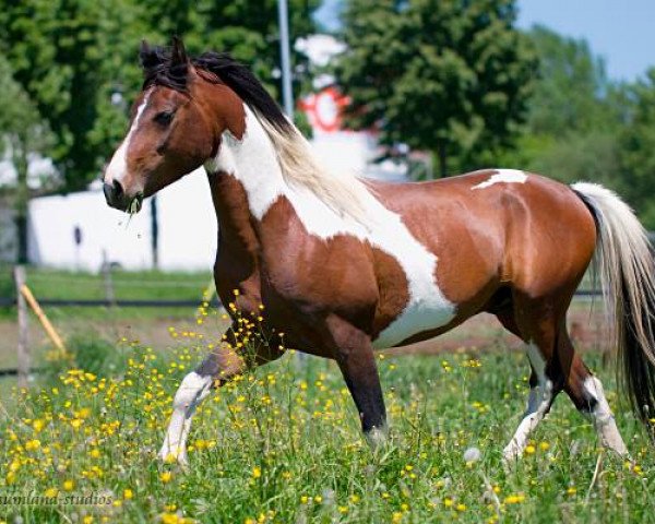 horse Gigant S (Lewitzer, 2007, from Graveur)