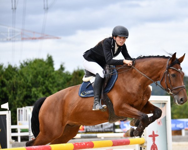 Springpferd Montelino 28 (Zweibrücker, 2011, von Monte Bellino)
