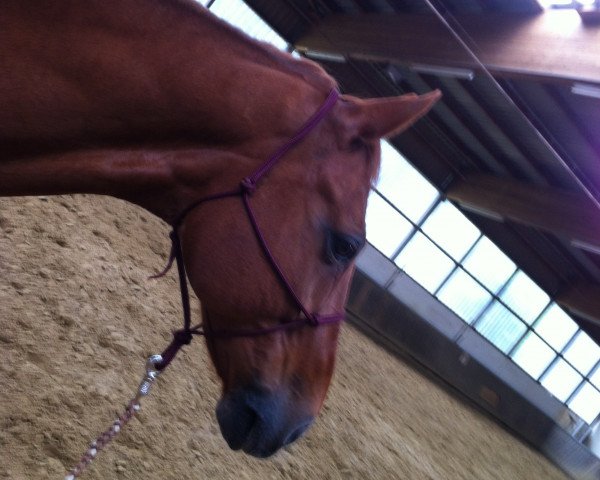 Dressurpferd Winston Royal (Oldenburger, 2001, von Welt Hit I O)