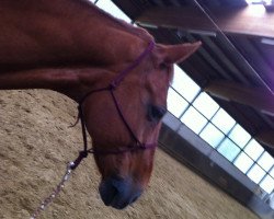Cavallo da Dressage Winston Royal (Oldenburger, 2001, di Welt Hit I O)