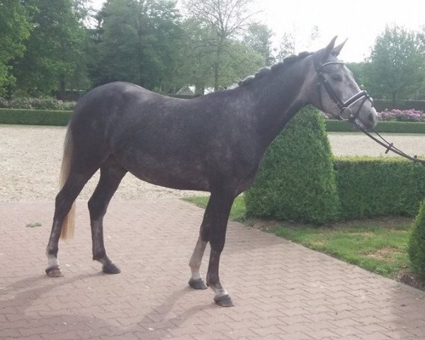 dressage horse Der Herbert (German Riding Pony, 2013, from Dreidimensional AT NRW) dressage horse Der Herbert (German Riding Pony, 2013, from Dreidimensional AT NRW)