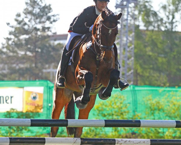 Springpferd Loreana 33 (Württemberger, 2010, von Lavaletto)