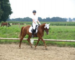 dressage horse Jonny's Little Flash (Paint Horse, 2005)