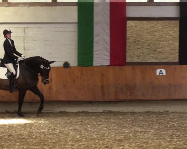 Reitturnier Bottrop 2018