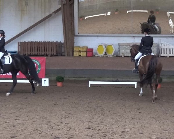 Reitturnier Hamburg-Hummelsbüttel 2018