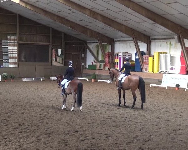 Reitturnier Hamburg-Hummelsbüttel 2018
