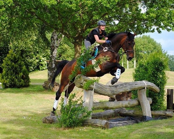 jumper Roque 2 (Westphalian, 2001, from Rockwell)
