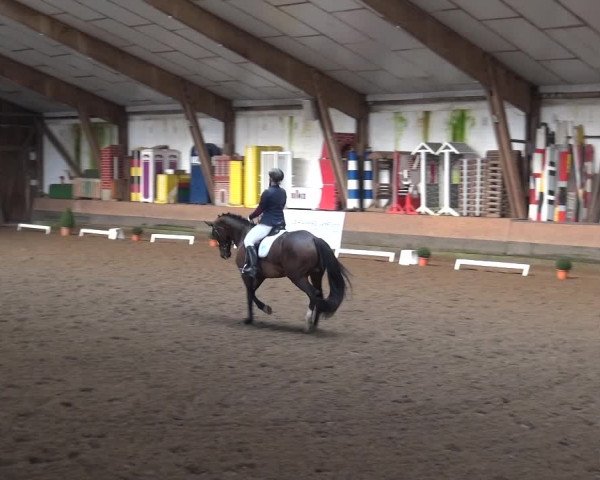 Reitturnier Hamburg-Hummelsbüttel 2018