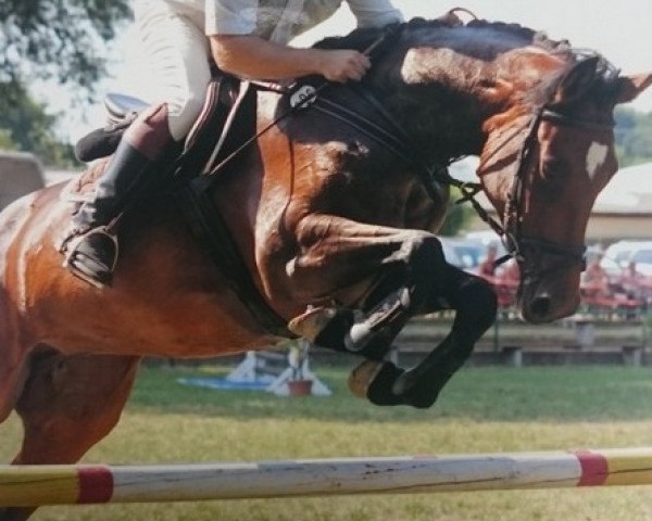broodmare Stella S 4 (German Sport Horse, 2019, from Stalypso)
