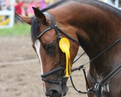 broodmare Santa Fe S (Oldenburg show jumper, 2006, from Acadius)