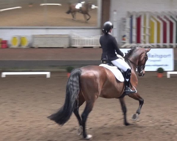 Reitturnier Hamburg-Hummelsbüttel 2018