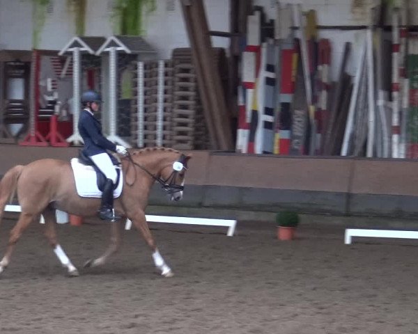 Reitturnier Hamburg-Hummelsbüttel 2018