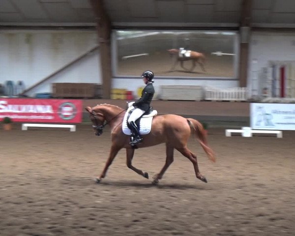 Reitturnier Hamburg-Hummelsbüttel 2018