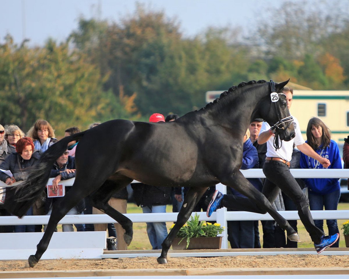 Pferd Schneetänzer (Trakehner, 2015, von E.H. Millennium)