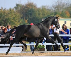 Pferd Schneetänzer (Trakehner, 2015, von E.H. Millennium)
