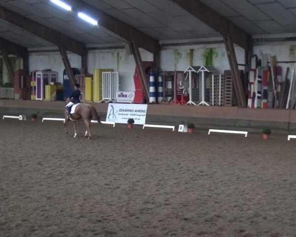 Reitturnier Hamburg-Hummelsbüttel 2018